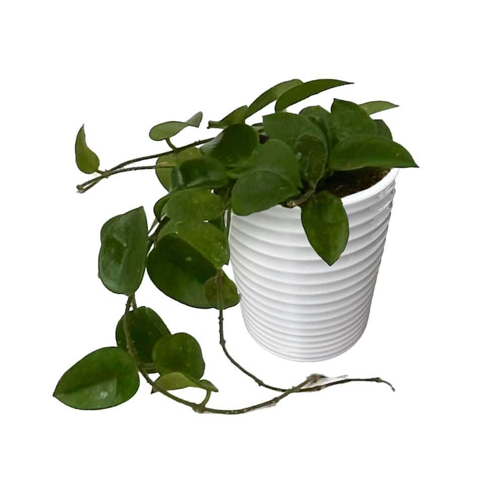 leafjoy-house-plants-