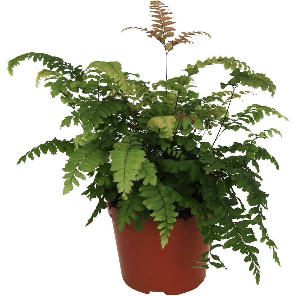 Bronze Venus Fern-Live Plant in a 6 Inch Grower's Pots-Adiantum Hispidulum-Exotic Textured for Your Home Garden price history on PriceWatchPro