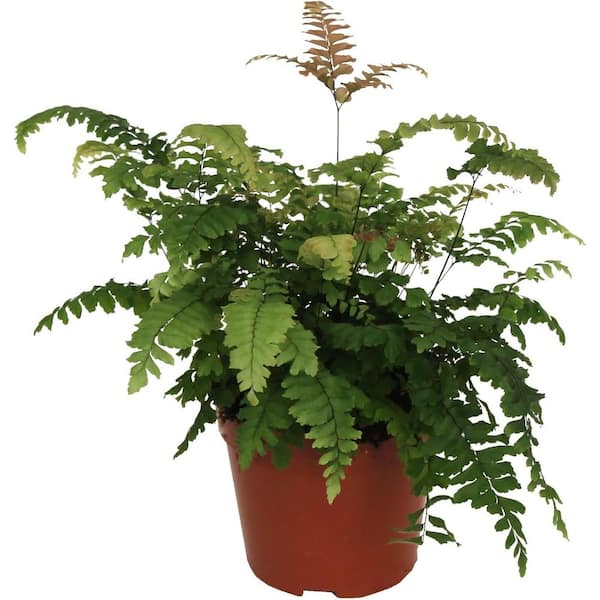 Wekiva Foliage Bronze Venus Fern-Live Plant in a 6 Inch Grower's Pots-Adiantum Hispidulum-Exotic Textured for Your Home Garden