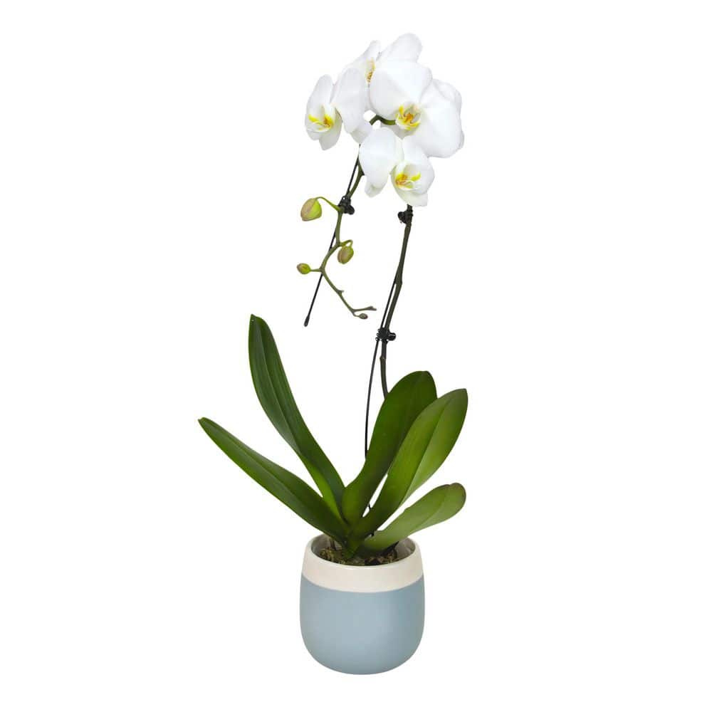 ALTMAN PLANTS 5in Premium Large White Live Orchid (Phalaenopsis