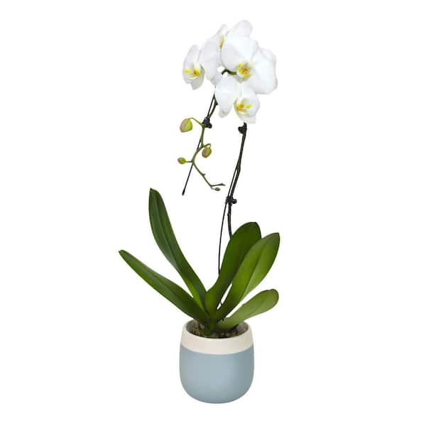 Premium Large White Live Orchid Plant (Phalaenopsis), 5" Blue & White Orchid Pot, Approx 22" Tall, Pet Friendly Plants