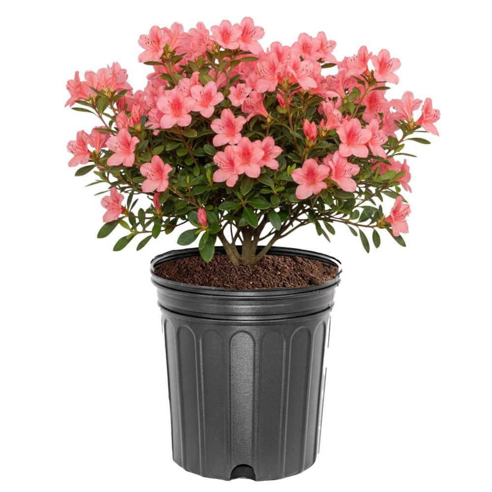 3 gal. Coral Bells Azalea Evergreen Shrub with Pink Flowers
