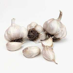 Garlic Softneck Asiatic Spring Violet Set of 3 Cloves