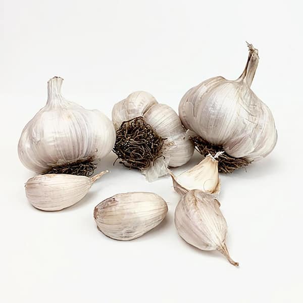 VAN ZYVERDEN Garlic Softneck Asiatic Spring Violet Set of 3 Cloves