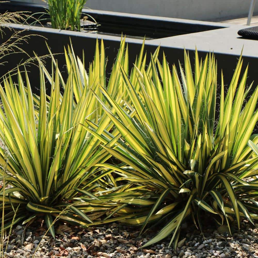 Creamy White and Dark Green Yucca 'Color Guard' 2.25 Gallon Evergreen Shrub