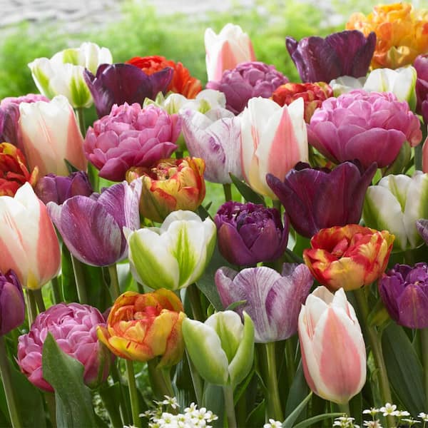 VAN ZYVERDEN Tulips Extended Bloom Paradise Mixture Set of 25 Bulbs