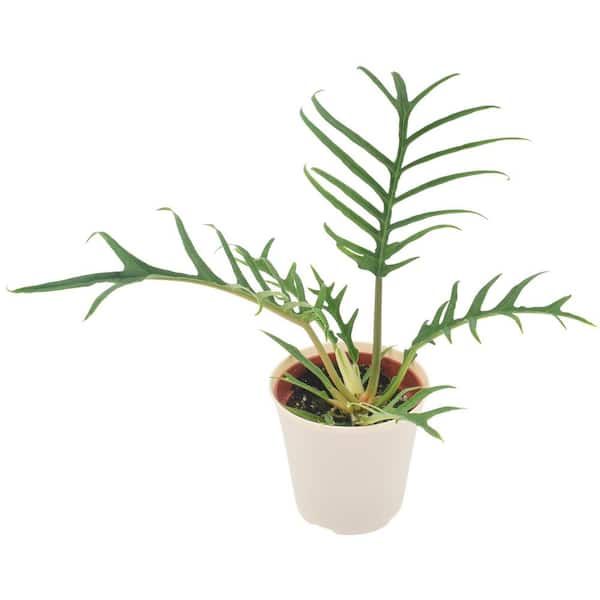 4 in. Philodendron Tortum Live Indoor Plant in Beige Plastic Pot Cover Planter