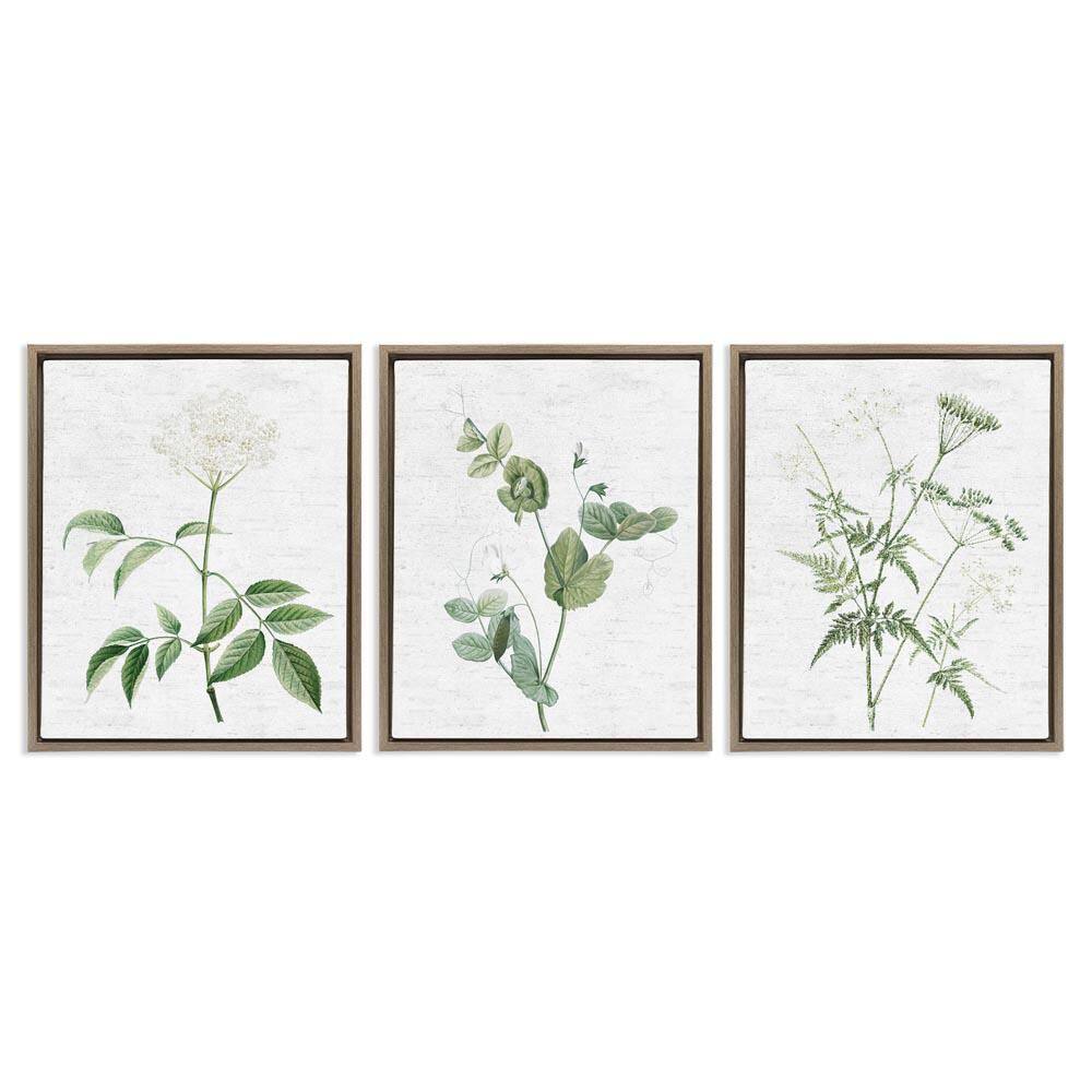 Soft White Botanicals by Lettered and Lined 3 Pieces Brown Floater Frame Nature Graphic Art Print 21 in. x 17 in. price history on PriceWatchPro