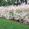 spring-hill-nurseries-shrubs-hedges-93600-c3.1