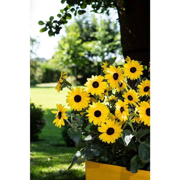 Vigoro 2 Gal. Sunflower Sunfinity Yellow in Decorative Planter
