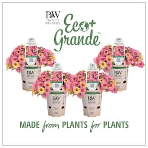 4.25 in. Eco+Grande, Superbells Prism Pink Lemonade (Calibrachoa Hybrid), Live Plant, Pink Flowers (4-Pack)