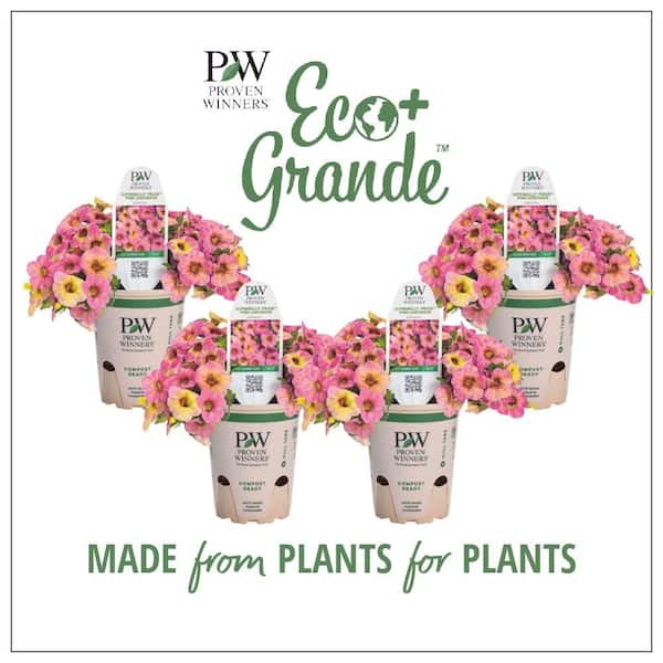 PROVEN WINNERS 4.25 in. Eco+Grande, Superbells Prism Pink Lemonade (Calibrachoa Hybrid), Live Plant, Pink Flowers (4-Pack)