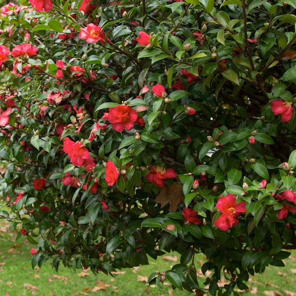 Reviews for national PLANT NETWORK 1 Gal. Camellia Japonica Blood