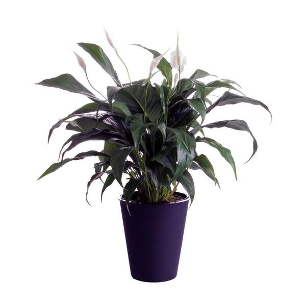 WaterWick 6 in. Spathiphyllum Peace Lily in Self Watering Pot