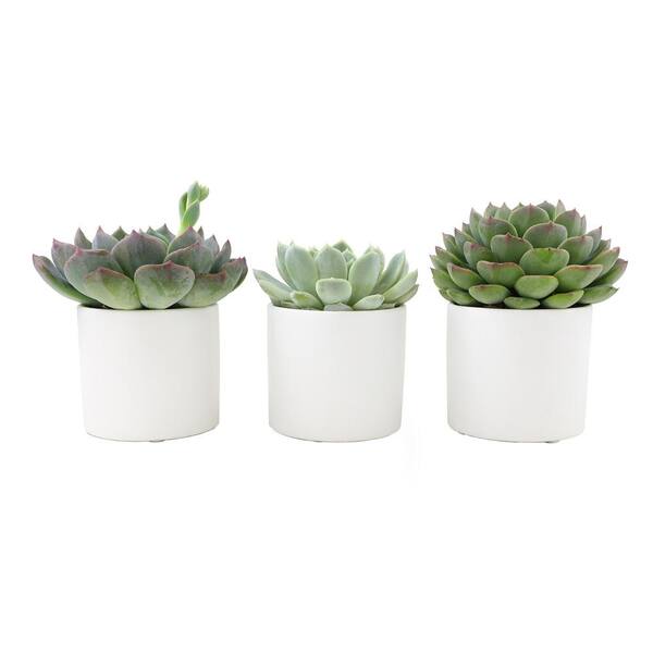 Paper & Party Supplies Succulents MATTE Calendars & Planners etna.com.pe