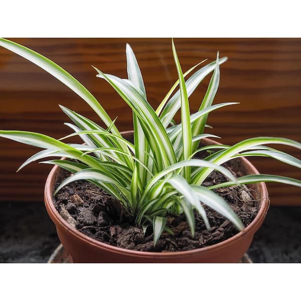 Spider Plant 'Hawaiian' - Evergreen Nursery