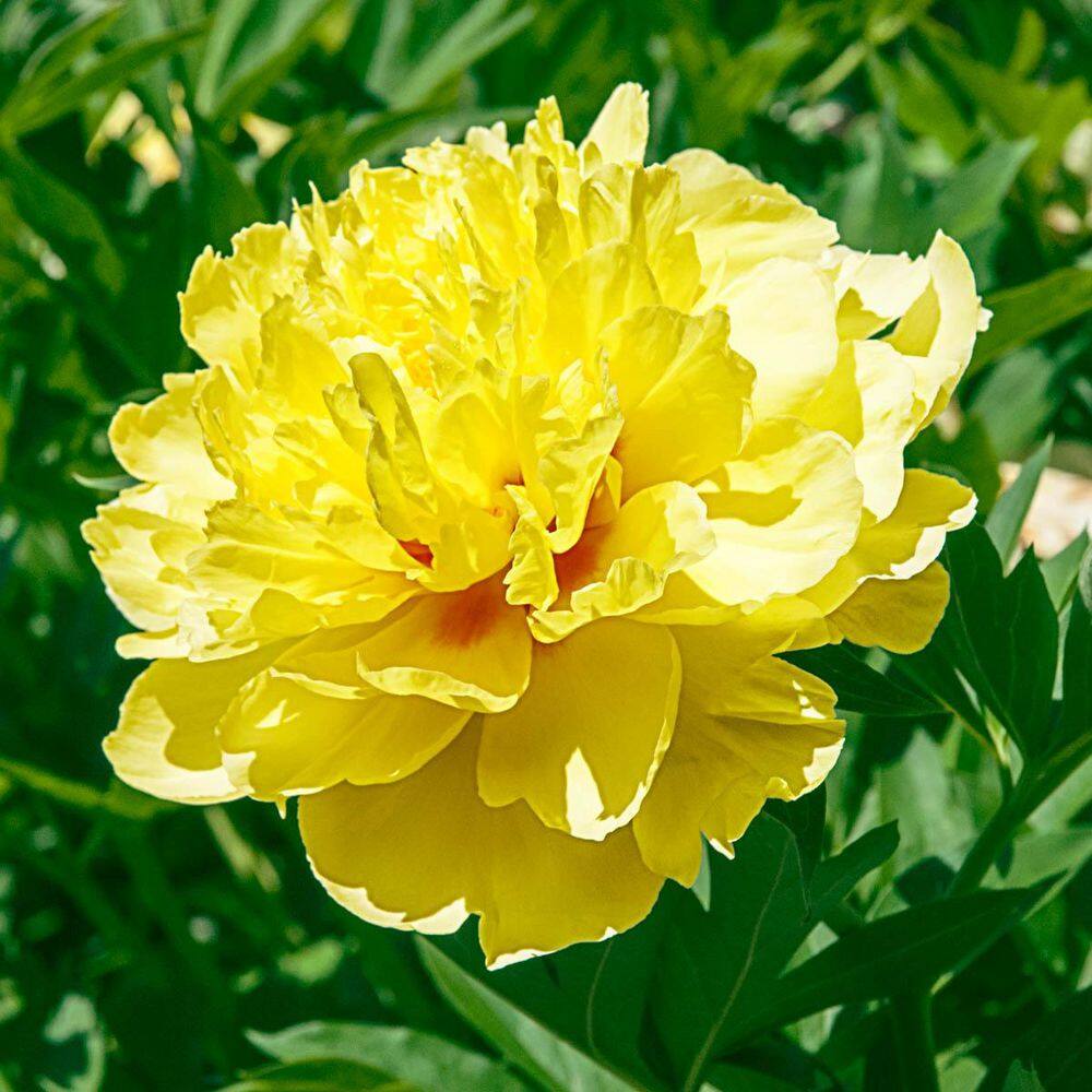Bartzella Yellow Flowering Itoh Peony Outdoor Perennial Plant