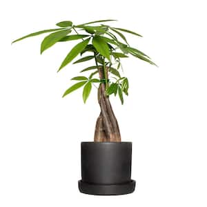 5 in. Braided Money Tree Plant in 4 in. Semi Matte Black Bryant Container (1-Piece)