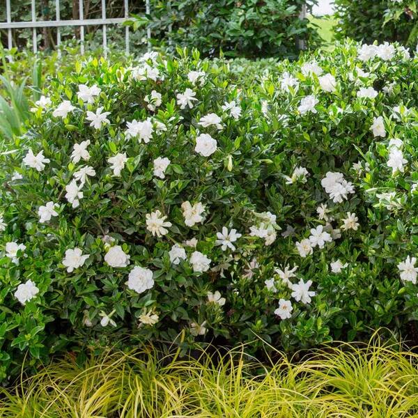 SOUTHERN LIVING 2 Gal. Jubilation Gardenia, Live Evergreen Shrub, White  Fragrant Blooms 20962 - The Home Depot