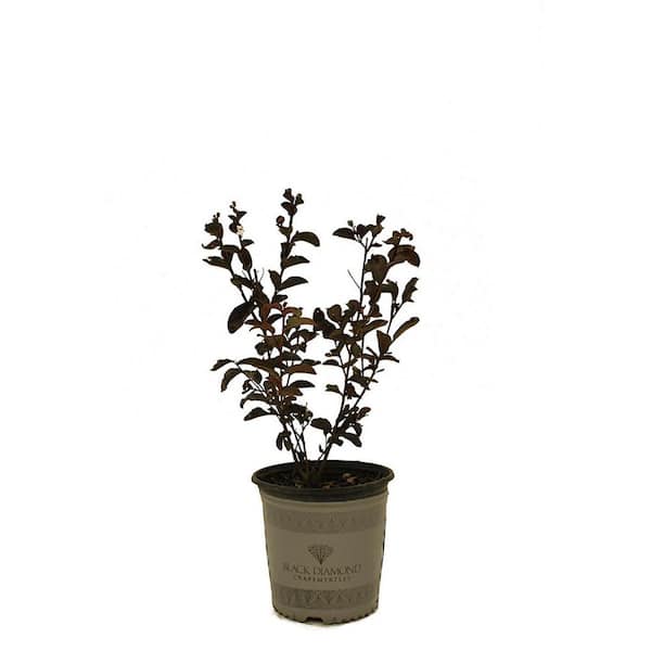 1 Gal. White Flowering BD Crystalline Deciduous Crape Myrtle Tree
