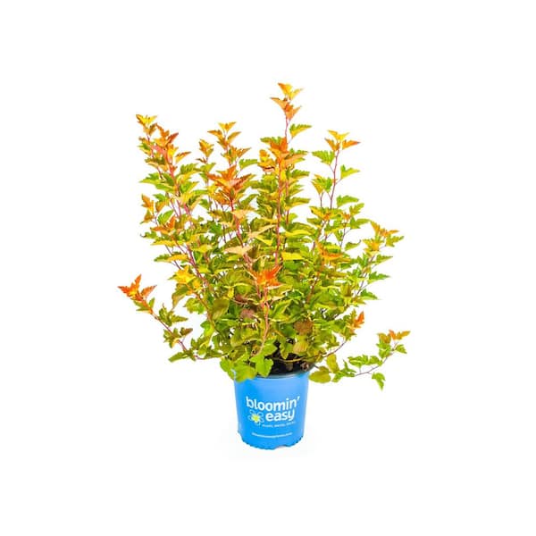 1 Gal. Savannah Sunset Ninebark (Physocarpus) Live Shrub, Red/Pink Flowers