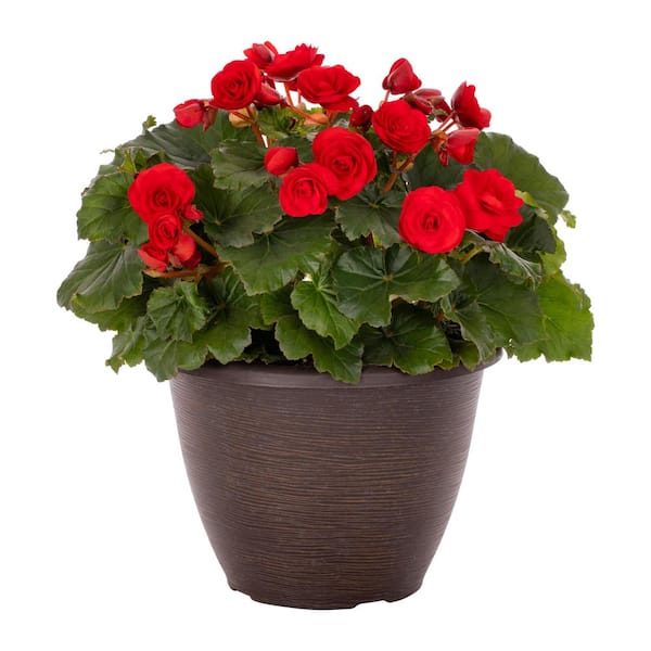 Vigoro 2 Gal. Begonia Carmen Red in Decorative Planter Annual Plant (1 ...