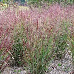 Ornamental Grass Red Switch Grass One 3.25 in. Dormant Potted Plant