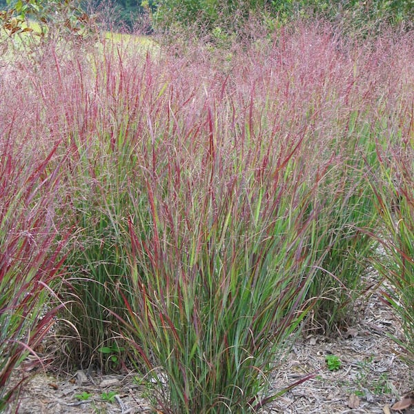 VAN ZYVERDEN Ornamental Grass Red Switch Grass One 3.25 in. Dormant Potted Plant