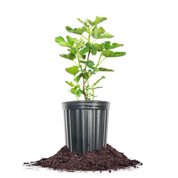 Unbranded LSU Purple Fig Shrub in 1 Gal. Grower's Pot