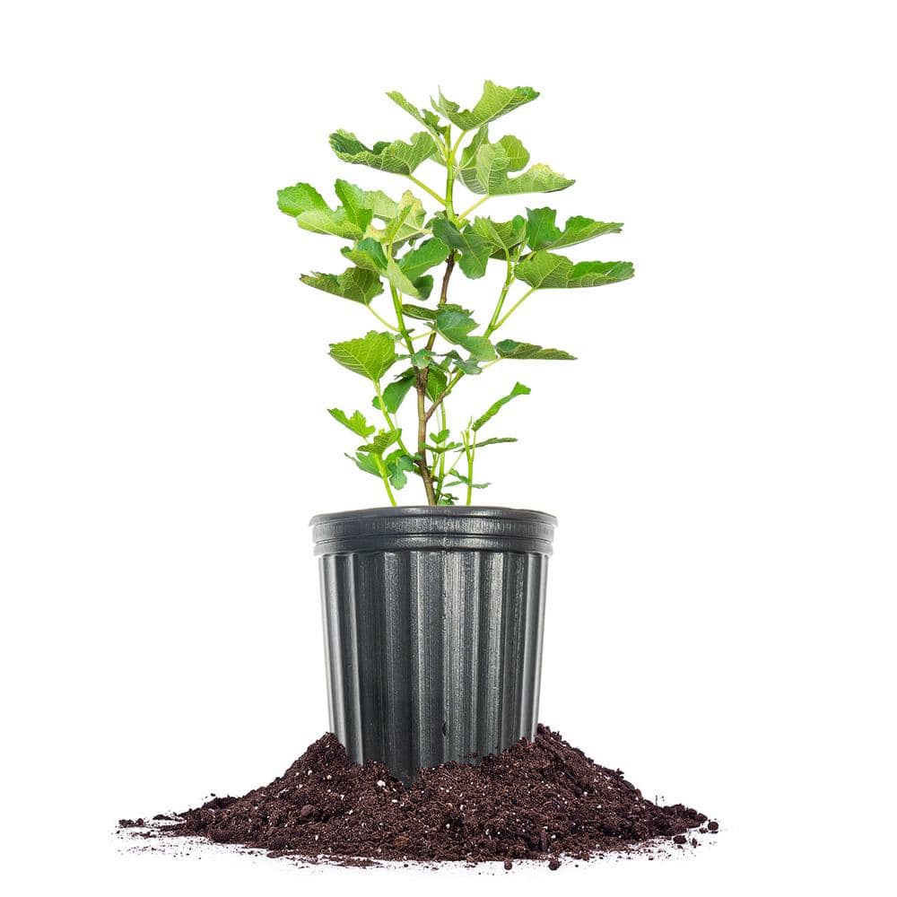 LSU Purple Fig Shrub in 1 Gal. Growers Pot