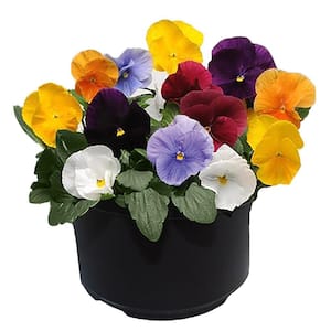 8 in. Pansy Annual Plant with Pastel Colored Blooms