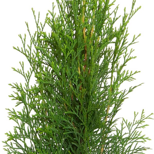 FLOWERWOOD - 2.5 Qt. Emerald Green Arborvitae (Thuja) Live Evergreen Shrub, Green Foliage