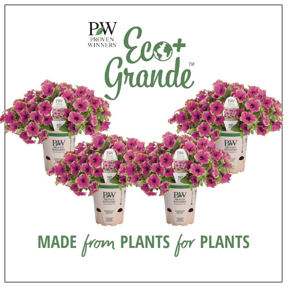 proven-winners-annual-flowers-