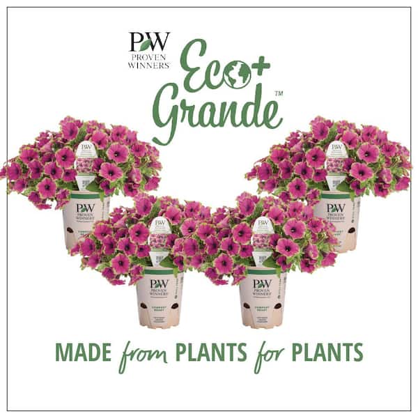 PROVEN WINNERS 4-Pack, 4.25 in. Eco+Grande Supertunia Picasso in Purple (Petunia) Live Plant, Purple Flowers with Green Edges