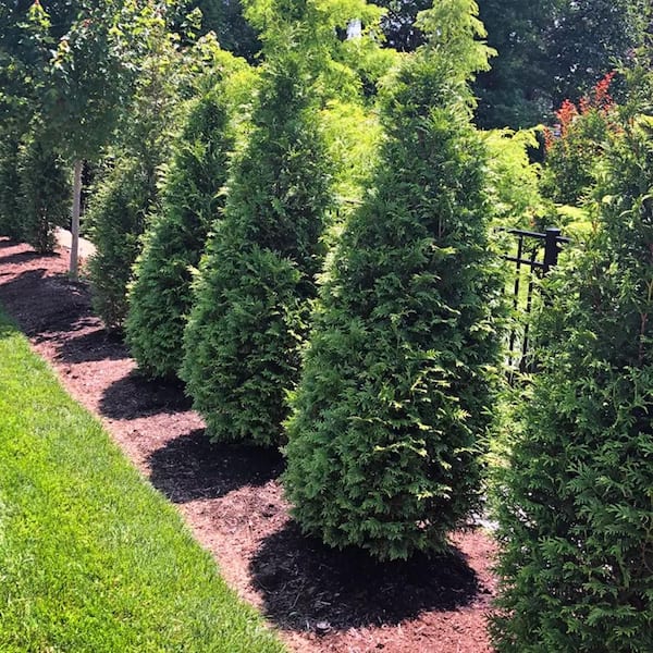 Unbranded 3 Gal. Northern Spire Thuja Evergreen Tree