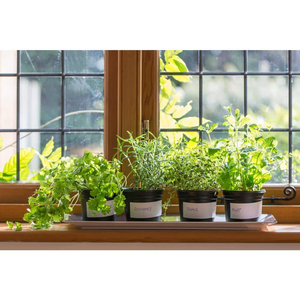 1 gal. Barbeque Rosemary Plant price history on PriceWatchPro