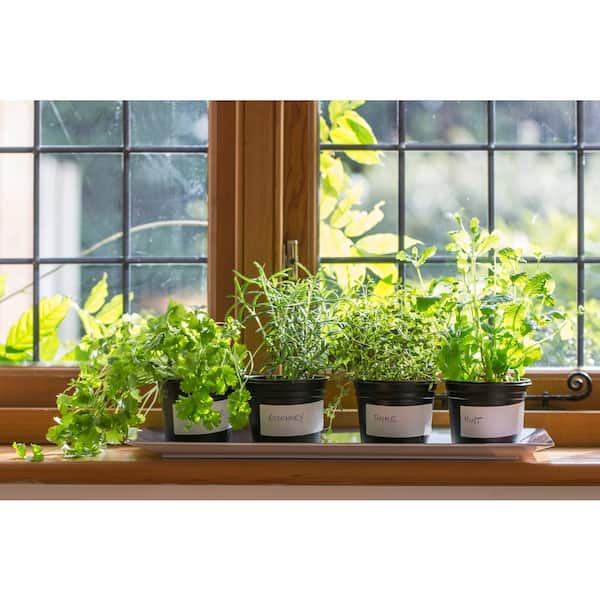 1 gal. Barbeque Rosemary Plant