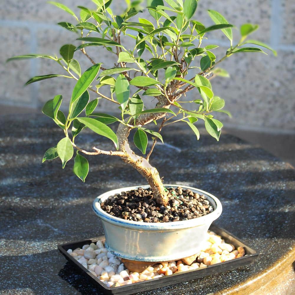 Small Indoor Golden Gate Ficus Bonsai in Ceramic Pot