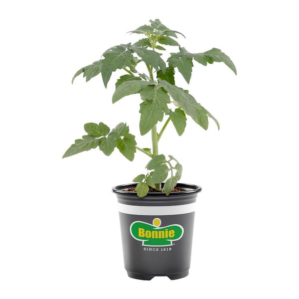Bonnie Plants 12 oz. Big Boy Tomato, Live Plant