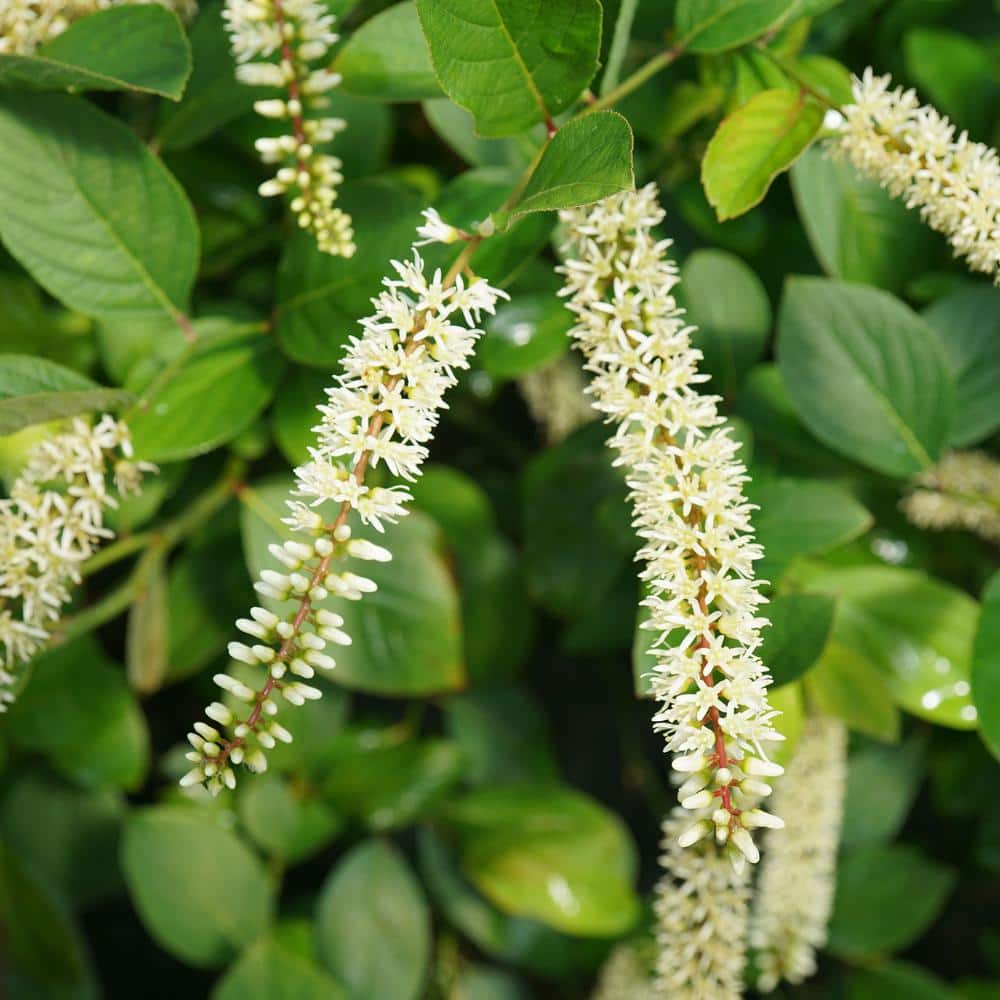 2 Gallon White Fragrant Itea Sweetspire Shrub