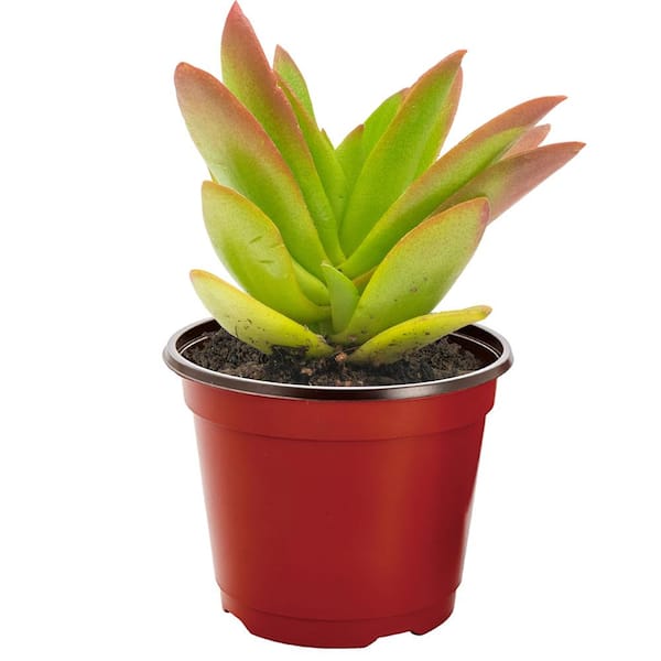 Spider Plant 6 in. Pot (2-Pack) THD100007 - The Home Depot