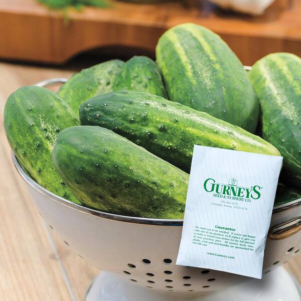 Gurney's Cucumber Pickling Miss Pickler Hybrid (50 Seed Packet)