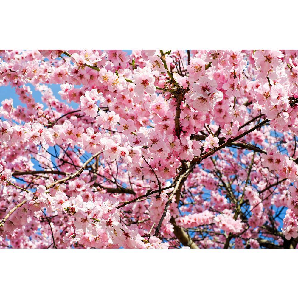 Online Orchards Shirofugen Cherry Blossom Tree - Thumbnail 2