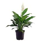 Spathiphyllum Peace Lily Indoor Plant in 6 in. Grower Pot, Avg. Shipping Height 1-2 ft. Tall