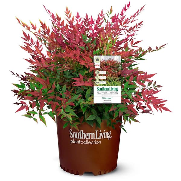 SOUTHERN LIVING 2.5 Qt. Obsession Nandina, Live Evergreen Shrub, Brilliant-Red New Foliage