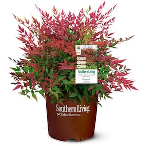 2.5 Qt. Obsession Nandina, Live Evergreen Shrub, Brilliant-Red New Foliage