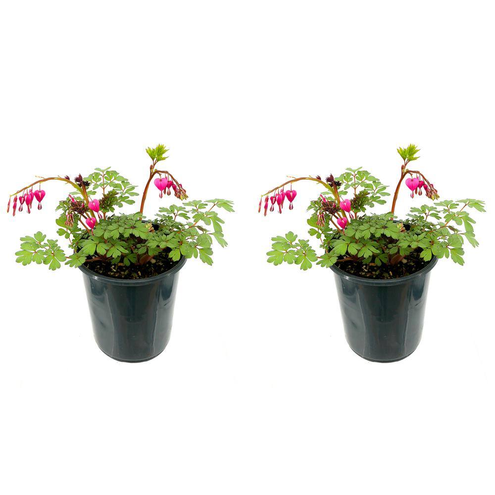 Perennial Dicentra Bleeding Heart 2.5 qt. (2-Pack)