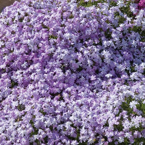 METROLINA GREENHOUSES 2. 5 Qt. Early Spring Lavender Creeping Phlox ...