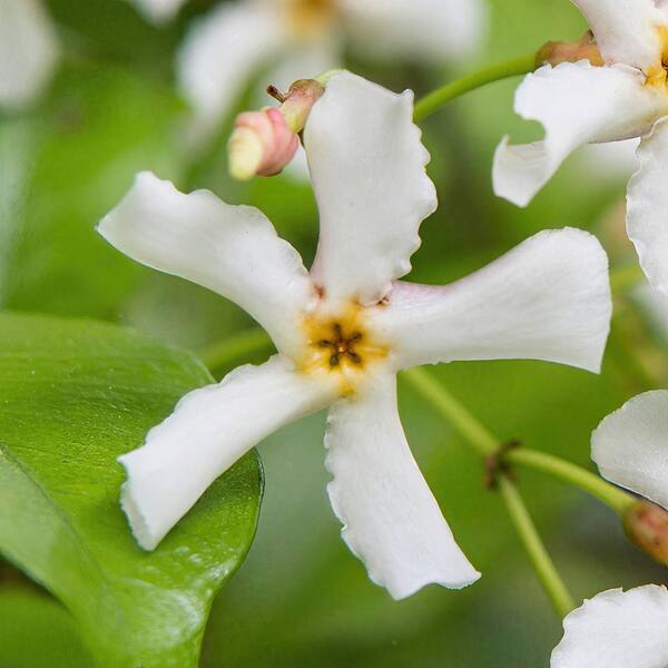 national PLANT NETWORK 3 gal. Jasmine Asiatic Plant HD2726 - The