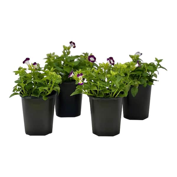 1.38 Pt. Torenia Kauia Burgundyin 4.5 In. Grower's Pot (4-Plants)